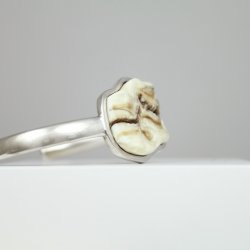 Hestetand | Stor tandkappe